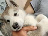Собаки, щенята Аляска маламут, ціна 15000 Грн., Фото