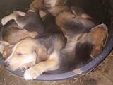 Собаки, щенята Російський хорт, ціна 600 Грн., Фото