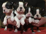 Собаки, щенки Бостонтерьер, цена 37000 Грн., Фото