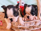 Собаки, щенки Бостонтерьер, цена 37000 Грн., Фото