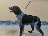 Собаки, щенята Німецька жорсткошерста лягава, ціна 600 Грн., Фото