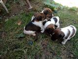 Собаки, щенки Гладкошерстный фокстерьер, цена 1400 Грн., Фото