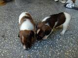 Собаки, щенята Гладкошерста фокстер'єр, ціна 1200 Грн., Фото