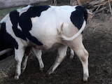 Животноводство,  Сельхоз животные Крупно-рогатый скот, цена 9500 Грн., Фото