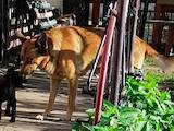 Собаки, щенята Невідома порода, Фото