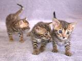 Кішки, кошенята Бенгальськая, ціна 14500 Грн., Фото