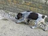 Собаки, щенята Німецька жорсткошерста лягава, ціна 4000 Грн., Фото