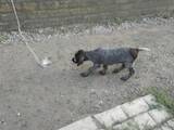 Собаки, щенки Немецкая жесткошерстная легавая, цена 4000 Грн., Фото