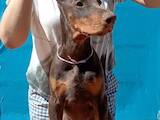 Собаки, щенки Доберман, цена 23000 Грн., Фото