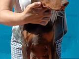 Собаки, щенята Доберман, ціна 23000 Грн., Фото
