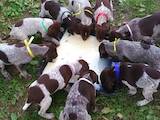Собаки, щенки Немецкая гладкошерстная легавая, цена 1700 Грн., Фото