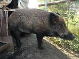 Тваринництво,  Сільгосп тварини Свині, ціна 6000 Грн., Фото