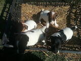 Собаки, щенки Гладкошерстный фокстерьер, цена 1700 Грн., Фото