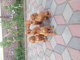 Собаки, щенки Венгерская выжла, цена 9000 Грн., Фото