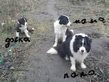 Собаки, щенята Бордерколлі, ціна 12000 Грн., Фото