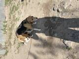 Собаки, щенята Естонський гончак, ціна 800 Грн., Фото
