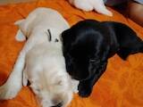 Собаки, щенки Лабрадор ретривер, цена 3200 Грн., Фото