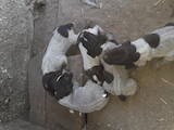 Собаки, щенки Немецкая жесткошерстная легавая, цена 1800 Грн., Фото