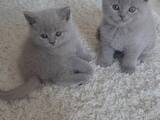 Кішки, кошенята Шотландська висловуха, ціна 1500 Грн., Фото