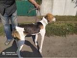 Собаки, щенята Російський хорт, ціна 3200 Грн., Фото
