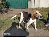 Собаки, щенята Російський хорт, ціна 3200 Грн., Фото