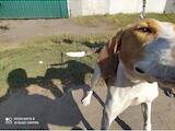 Собаки, щенки Русская борзая, цена 3200 Грн., Фото