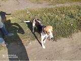 Собаки, щенята Естонський гончак, ціна 3200 Грн., Фото
