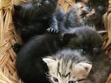 Кішки, кошенята Різне, ціна 25 Грн., Фото