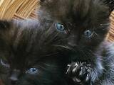 Кошки, котята Разное, цена 25 Грн., Фото