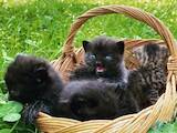 Кішки, кошенята Різне, ціна 25 Грн., Фото
