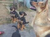 Собаки, щенки Восточно-Европейская овчарка, цена 2500 Грн., Фото