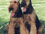 Собаки, щенята Ердельтер'єр, ціна 100 Грн., Фото