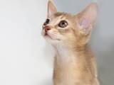 Кошки, котята Абиссинская, цена 110000 Грн., Фото