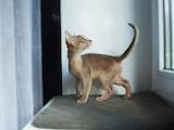 Кішки, кошенята Абіссінська, ціна 110000 Грн., Фото