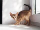 Кошки, котята Абиссинская, цена 110000 Грн., Фото