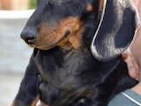 Собаки, щенки Гладкошерстная миниатюрная такса, цена 14000 Грн., Фото