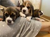 Собаки, щенки Бигль, цена 8000 Грн., Фото