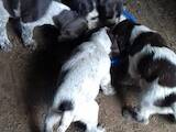 Собаки, щенки Немецкая жесткошерстная легавая, цена 1700 Грн., Фото