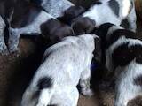 Собаки, щенята Німецька жорсткошерста лягава, ціна 1700 Грн., Фото