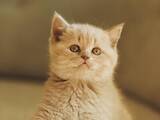 Кішки, кошенята Британська короткошерста, ціна 100 Грн., Фото