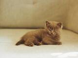 Кошки, котята Британская короткошерстная, цена 100 Грн., Фото