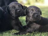 Собаки, щенята Лабрадор ретрівер, ціна 3500 Грн., Фото