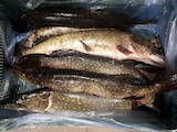 Продовольство Риба і рибопродукти, ціна 60 Грн./кг., Фото