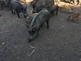Животноводство,  Сельхоз животные Свиньи, цена 100 Грн., Фото