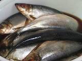Продовольство Риба і рибопродукти, ціна 53 Грн./кг., Фото