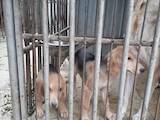 Собаки, щенки Русская борзая, цена 2000 Грн., Фото
