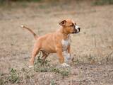 Собаки, щенята Американський стаффордширський тер'єр, ціна 25000 Грн., Фото