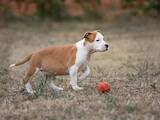 Собаки, щенки Американский стаффордширский терьер, цена 25000 Грн., Фото