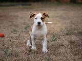 Собаки, щенята Американський стаффордширський тер'єр, ціна 25000 Грн., Фото