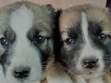 Собаки, щенки Среднеазиатская овчарка, цена 4000 Грн., Фото